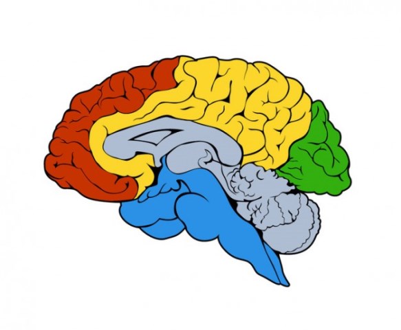 atividade cerebral em 3d