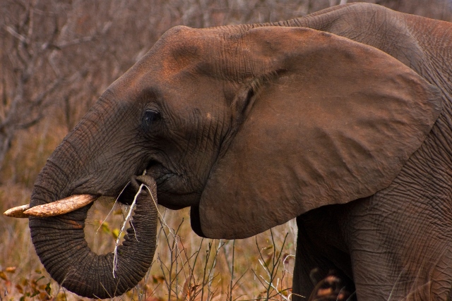 ginastica cerebral para ter memoria de elefante