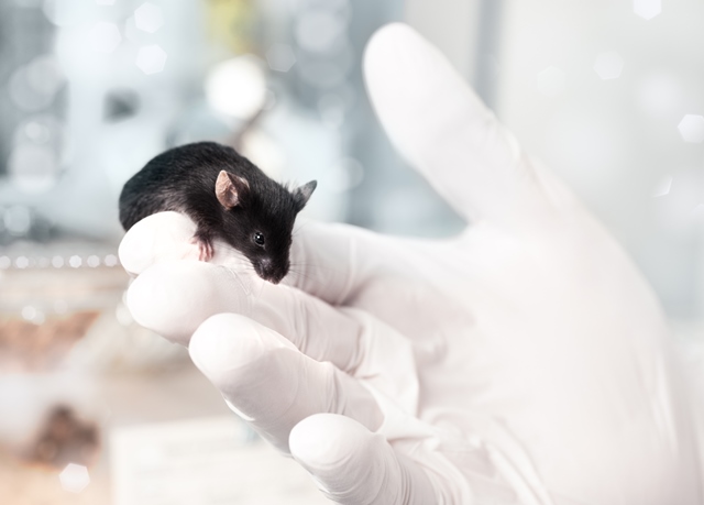 Cientistas descobrem como desligar a fome no cérebro