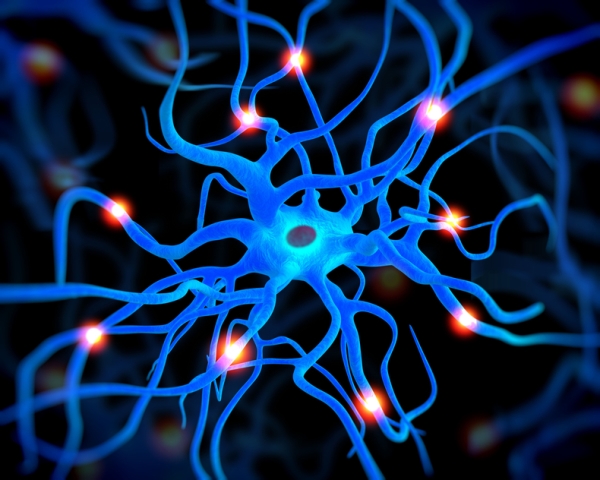Cerebro, fases do desenvolvimento 2