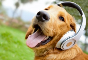 20 M&uacute;sicas para &ldquo;despertar&rdquo; o c&eacute;rebro