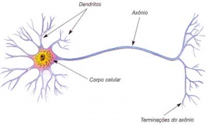 neuronios