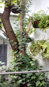 Outro hobbie de Célia é cuidar de plantas em casa