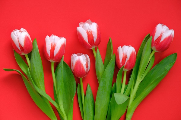 M&ecirc;s da tulipa vermelha: conscientiza&ccedil;&atilde;o para a Doen&ccedil;a de Parkinson - Supera - Estimula&ccedil;&atilde;o Cognitiva
