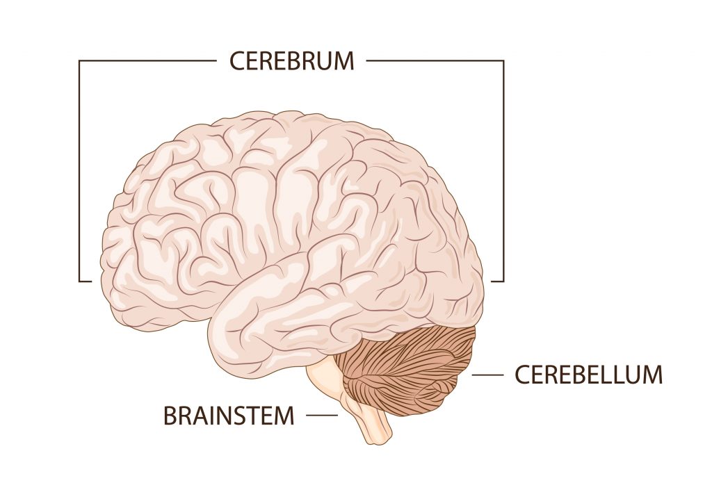 Glossário do cérebro - Supera - Estimulação Cognitiva