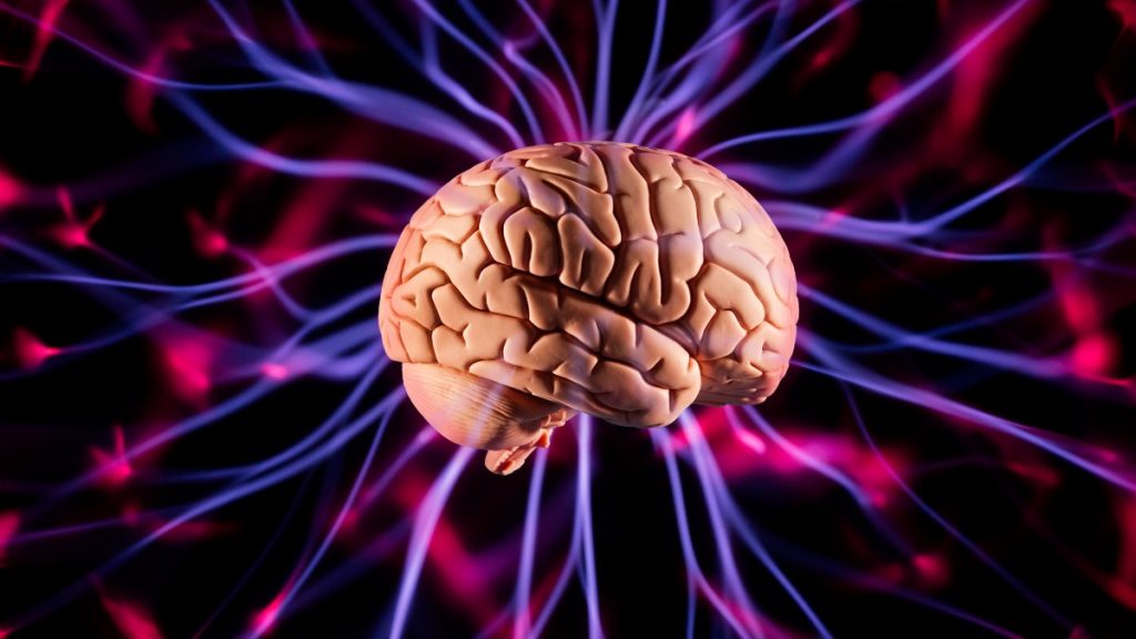 cerebro supera