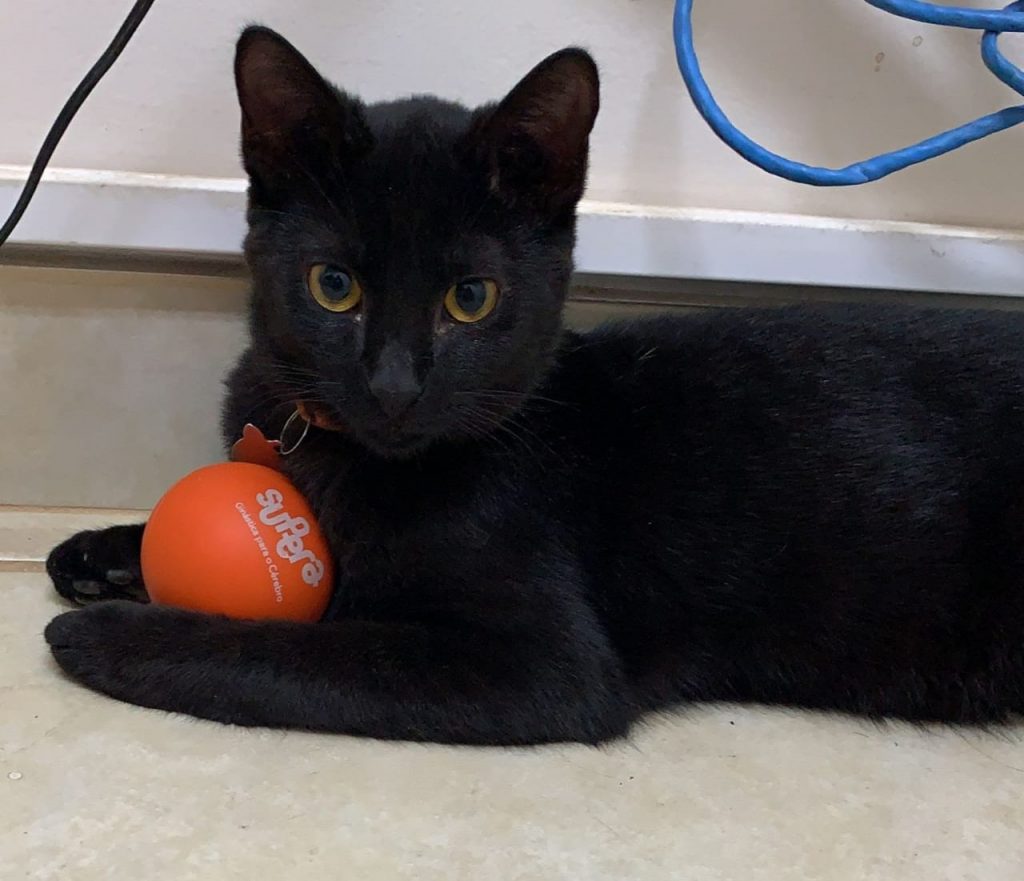 contato com animais melhora a saúde