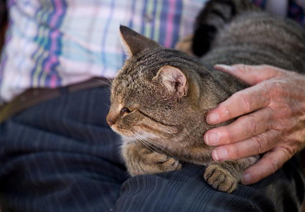 Cachorros e gatos para pessoas idosas s&atilde;o uma excelente estrat&eacute;gia para aumentar a socializa&ccedil;&atilde;o e autonomia, confira nesta mat&eacute;ria especial. 