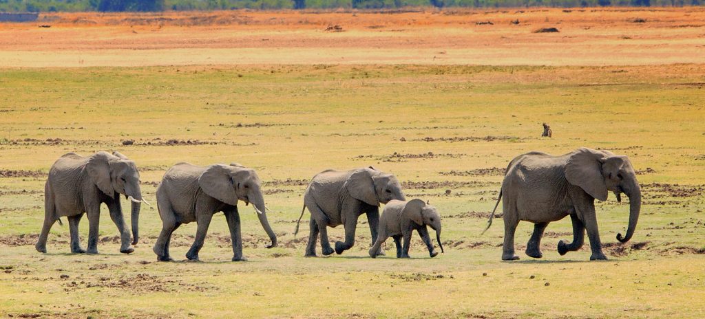 "Memória de Elefante": descubra o significado por trás da expressão. - Supera - Estimulação Cognitiva