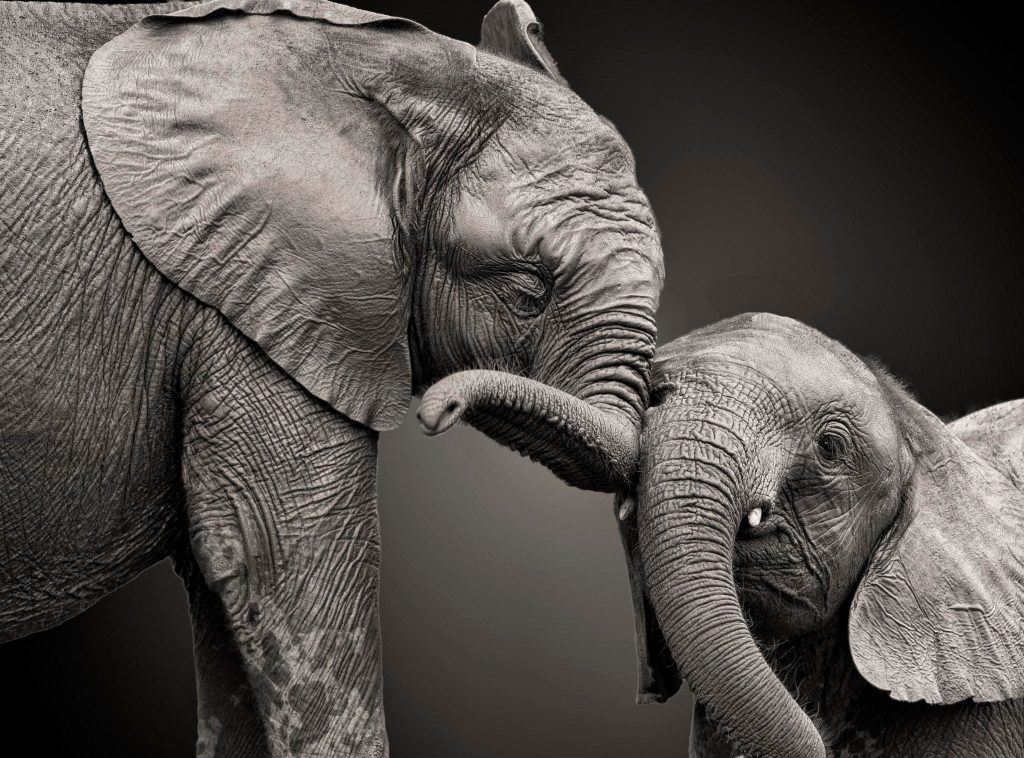 "Memória de Elefante": descubra o significado por trás da expressão. - Supera - Estimulação Cognitiva